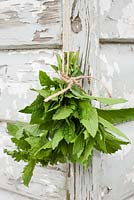 Mentha - mint tied in bunch hanging up to dry