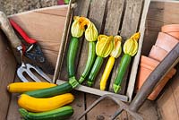 Traditonal wooden wheelbarrow with various varieties of freshly havested courgettes in wooden tray, Norfolk, England, July