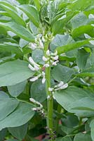 White flowered late Broad Bean, 'Greeny'
