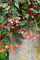 Container grown begonia, 'Dibley's Pink Showers', Norfolk, England, July.