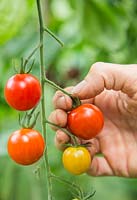 Harvesting Tomato 'Red Cherry'