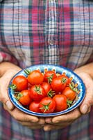 Holding a bowl of harvested Tomato 'Red Cherry'