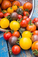 Mixed harvest of Tomatoes. Tomato 'Red Cherry', 'Golden Sunrise', 'Black Cherry' and 'Tigerella'. 
