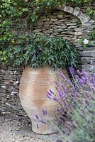 Heuchera foliage plant in large urn at Barbara Stockitts garden at West Kington, Wiltshire