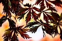 Acer japonicum 'Aconitifolium' silhouetted