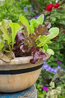Lettuce 'Lollo Rosso' and 'Little Gem' in wooden bowl