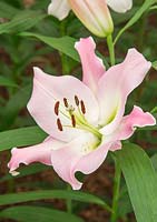 Lilium 'Prescott' - Oriental Trumpet Hybrid Lily