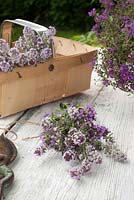 Thymus - Thyme in trug and tied bunch
