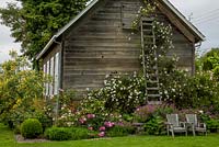 Wooden house and border with Geranium 'Patricia' and climbing Rosa 'Dr W Van Fleet' 