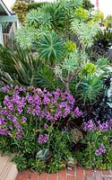 Alstroemeria 'Meyer Hybrid Purple', Euphorbia lambii, Aloe ferox, Aeonium arboreum 'Schwarzkopf', Kalanchoe thyrsiflora
