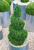 Spiral shaped topiary in a metal circular container