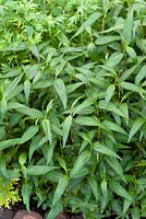 Persicaria odorata - Vietnamese coriander
