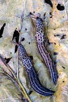Leopard slugs - Limax maximus 
