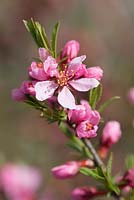 Prunus tenella - Dwarf Russian Almond