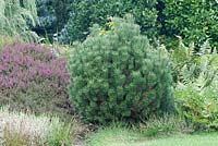 Pinus densiflora 'Verkade'