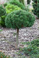 Pinus mugo 'Uncinata Litomysl'