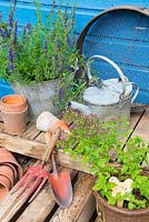 Garden corner with containers of Hyssop and Majoram, with antique watering cans and traditonal gardening items.