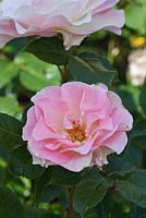 Rosa Jenny's Rose 'Cansit'