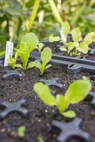 Growth development of Lettuce 'Little Gem'