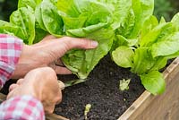 Harvesting Lettuce 'Little Gem'