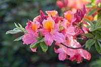 Rhododendron 'Mount Saint Helens'