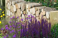 Purple flowering salvia nemorosa and verbena combination. Firewood logs stored as low partition wall. A Hampton Garden 