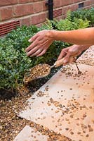 Adding gravel mulch to base of Buxus sempervirens. 