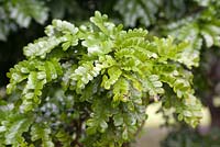 Caesalpinia echinata leaves (aka Brazilwood, Pau-Brasil, Pau de Pernambuco, Pernambuco tree, Nicaragua wood and Ibirapitanga)
