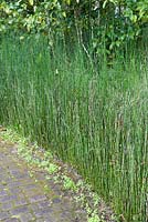 Equisetum giganteum, Southern giant horsetail forming a border. 
