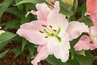 Lilium 'Emani' - Oriental Lily
