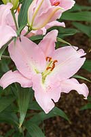 Lilium 'Curly Sue' - Oriental hybrid Lily