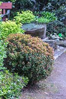 Pieris japonica 'Little Heath Green' covered by spring orange leaves