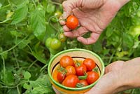 Harvesting Tomato 'Maskotka'