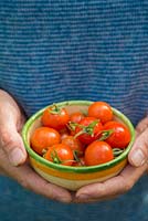 Holding harvest of Tomato 'Maskotka'
