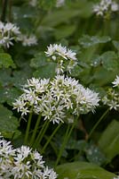 Allium ursinum - wild garlic