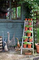 Rustic arrangement with pots on ladder, sculptures and shed