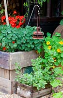 Recycled container - timber palette box with nasturtium and rustic lamp