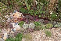 The Flintknapper's Garden - A Story of Thetford - view of gravel garden with sedum and sempervivum - Designer - Luke Heydon - Sponsor - Thetford businesses 