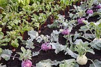 Different varieties of kohl rabi 'Lanro' and 'Kolibri', beetroot 'Action' and 'Alto'