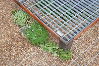 Space to Connect and Grow - view of garden made from industrial reclaimed and reused materials raised metal deck over gravel with succulent plants sempervivum sedums - 