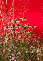 Red coloured Perspex screen - planting of Echinacea purpurea White Spider - Stipa gigantea - Achillea Helia Glashoff and Gaura lindheimeri 'Whirling Butterflies' 