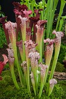 Sarracenia hybrid 'Juthatip Soper' pitcher plant on the gold medal winning stand by Hampshire Carniverous plants