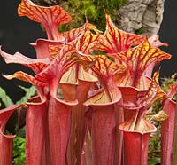Sarracenia alata red x flava red tube pitcher plant on the gold medal winning stand by Hampshire Carniverous plants