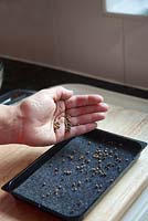 Sprinkle seeds over capillary matting or kitchen paper.