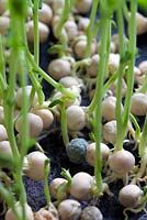 Pea. Sow seeds close together but not touching. Watch out for any that turn mouldy as this could spread to other microgreens.