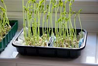A recycled vegetable tray lined with several sheets of moist kitchen roll provides a good container for peas.