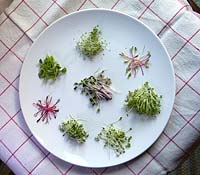 Clockwise from 12 position,  Water cress, Chard Bright Lights ,Cress, Spicy Leaf Mix, Garland Chrysanthemum, Beetroot Bulls Blood and Pea Twinkle. Middle Cabbage Red Drumhead and Greyhound.