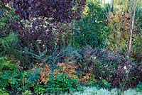 A tapestry of different colours in the evergreen bed.