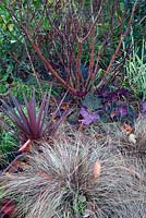 Carex comans bronze with purple Cordyline