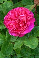 Rosa 'Sophy's Rose - David Austin Rose Garden, Shropshire, UK